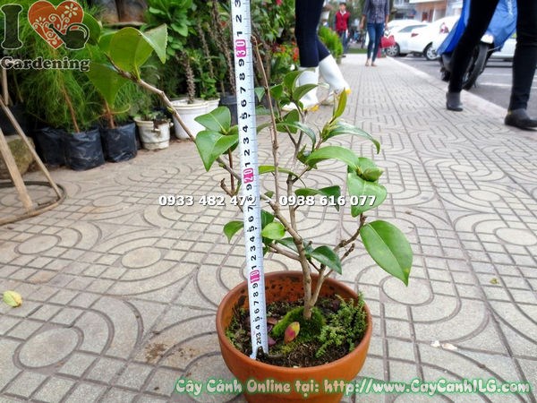 Nụ hoa trà mi chuẩn bị nở