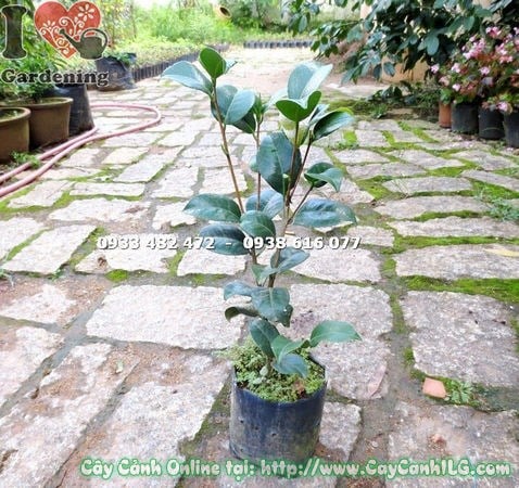 Cây trà mi giống cao 40cm - lá xanh bóng đẹp đặc trưng