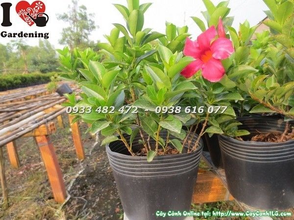 Cây Trang Đài cao 20cm hoa đỏ rực rỡ – Ms 23225