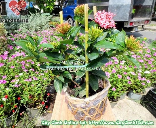 Cây Trang Mỹ cao 35cm – hoa cụm hồng rực rỡ, Ms 03107