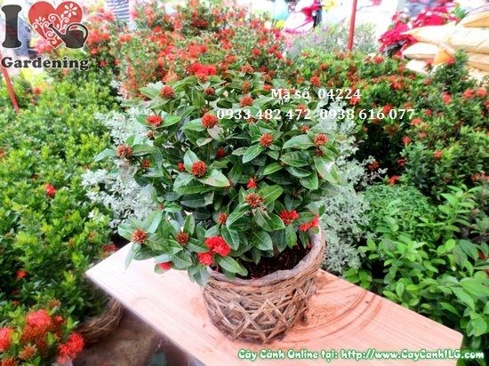 Phòng ngừa và xử lý sâu bệnh cho cây Trang Sen khỏe mạnh