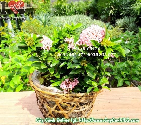 Cây trang thái hồng 20cm – bụi cây xanh tươi hoa hồng đẹp
