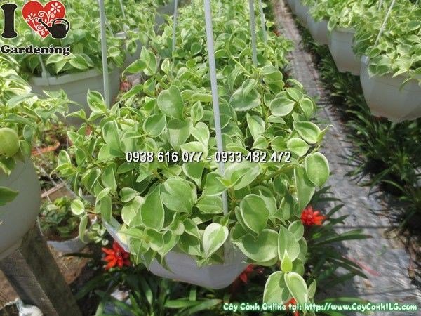 Nhân giống Trầu Bà Cẩm Thạch bằng giâm cành