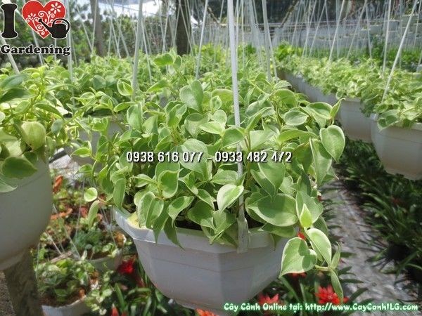 Cây Trầu Bà Cẩm Thạch trưởng thành – lá lớn vân đẹp