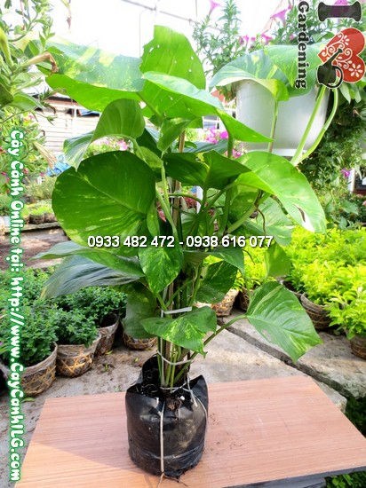 Cây trầu bà xanh mướt tại vườn ILG