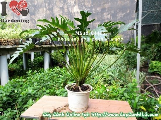 Chi tiết lá cây trầu bà khía cao 45cm xẻ thùy hình lông vũ