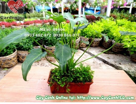 Cây trầu bà khía chậu rêu cao 25cm - ILG