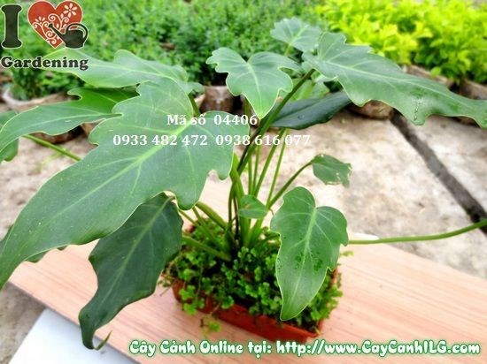 Đặc điểm lá cây trầu bà khía chậu rêu 25cm