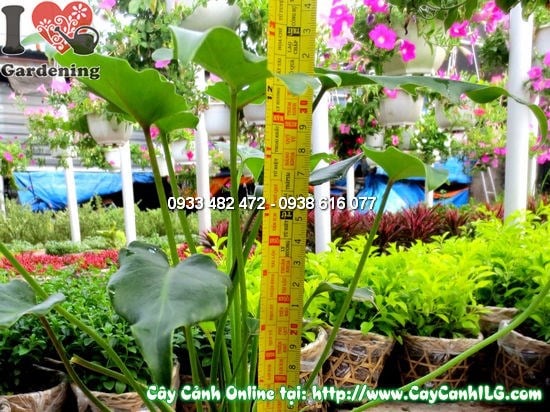 Cây trầu bà lá xẻ chậu rêu cao 25cm – kích thước nhỏ gọn, lá xanh tươi đặc trưng