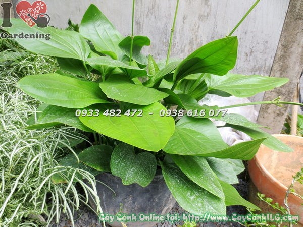Cây trầu bà nước lớn tán rộng xanh tốt