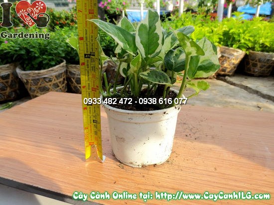 Cây trầu bà sữa cao 10cm – Ms 12529 tại vườn ILG