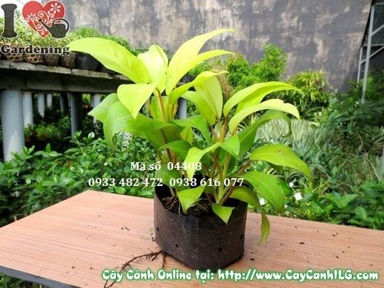chăm sóc cây trầu bà vàng 20cm trong chậu