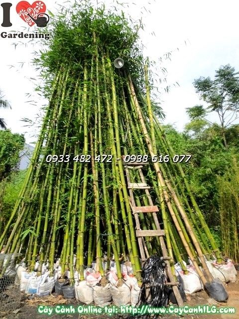 Hàng cây tre lớn cao 6m tạo hàng rào xanh cho công trình