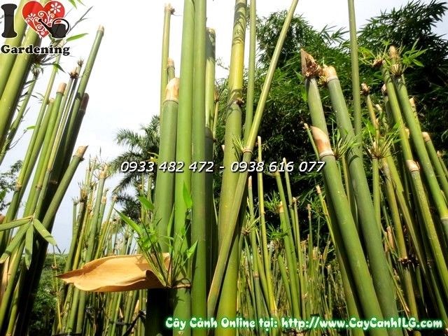 Dáng cây trúc cần câu với vòng uốn đặc trưng