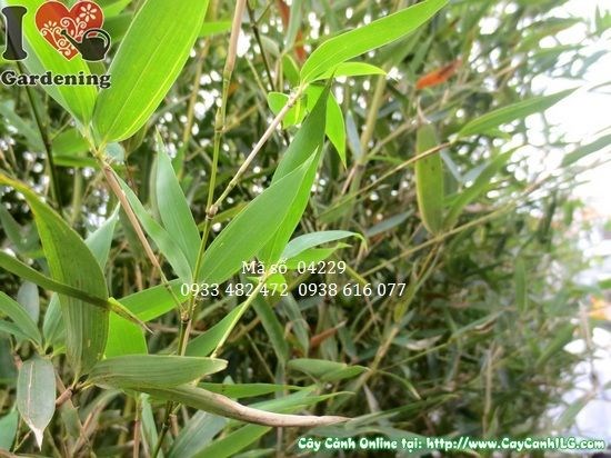 Cây trúc Đà Lạt 2.5m trang trí sân vườn quán cà phê