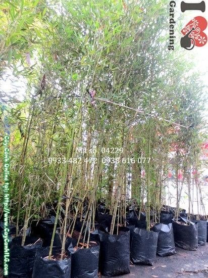 Trúc Đà Lạt cao 2.5m chi tiết thân và lá