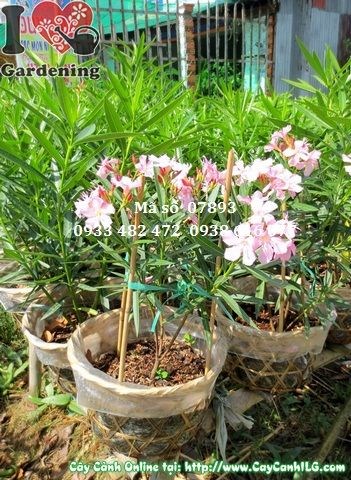 Chăm sóc cây trúc đào hồng cao 30cm – trồng hàng rào và cảnh quan
