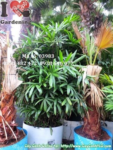 Cây trúc mây cao 3m – trồng cảnh quan và làm hàng rào