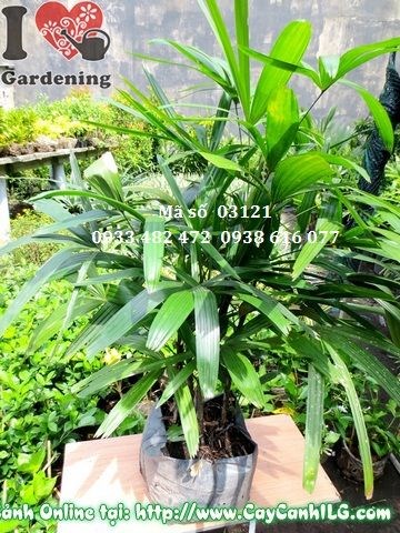 Đặc điểm lá cây trúc mây – tàu lá xanh mướt hình cánh bướm