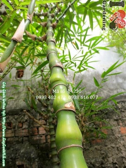 Cây trúc quan âm 1,2m – chi tiết thân đốt tròn và lá xanh mướt