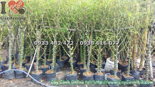 Trúc Quan Âm lớn xanh tươi khoẻ mạnh tại ILG