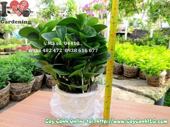 Cây trường sinh cao 30cm - cảnh quan sân vườn