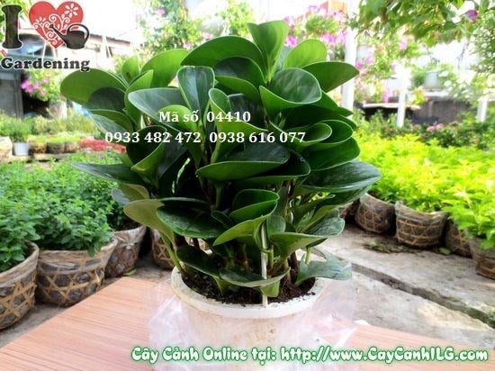 Cây trường sinh 30cm - sức sống bền bỉ, phù hợp mọi điều kiện