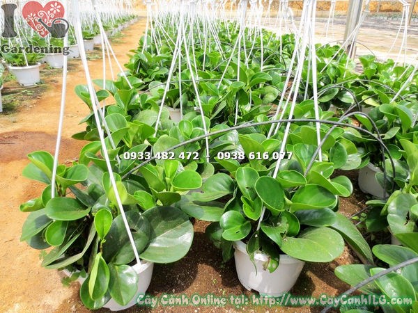 cây trường sinh chậu treo cao 25cm – chi tiết lá và dáng cây