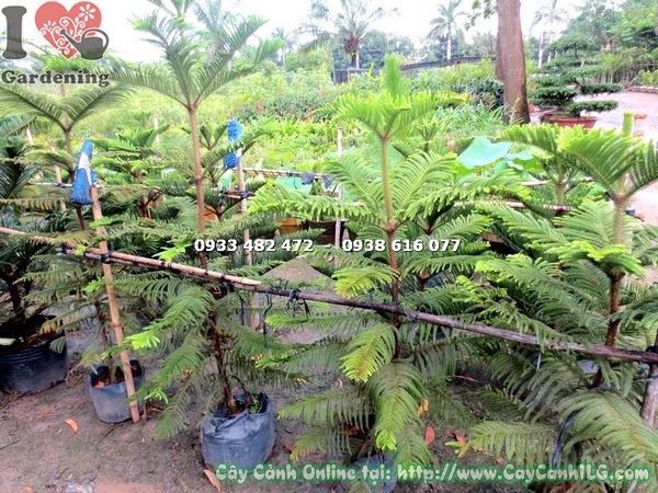cây tùng bách tán cao 1m4 – dáng tháp đẹp, thân thẳng
