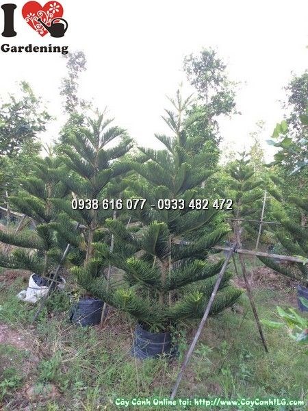 Cây tùng bách tán cao 2m2 - ứng dụng cảnh quan sân vườn