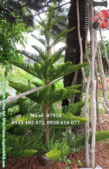 Cây tùng bách tán cao 2m – Ms 07918 tại vườn ILG