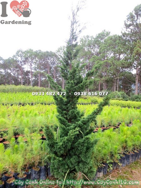 Cây Tùng Búp cao 1.7m phát triển đẹp tại ILG