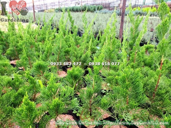 Cây tùng cối giống cao 35cm thân thẳng đẹp
