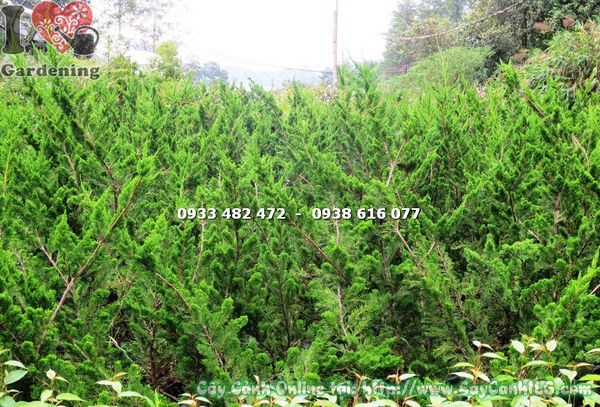 Cây tùng cối lớn cao 1.2m – kích thước lý tưởng cho cảnh quan công trình