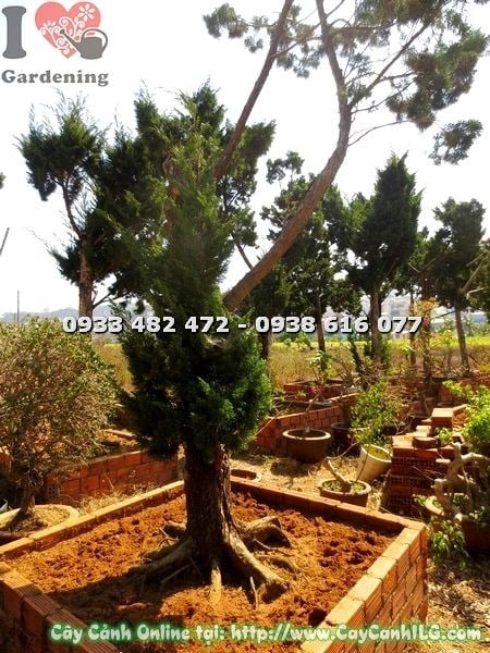 Cây tùng cổ thụ Ms 19958 – tán lá xanh quanh năm