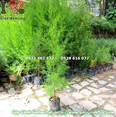 Cây tùng liễu giống cao 1m – lá kim rũ mềm mại, màu xanh tươi mát