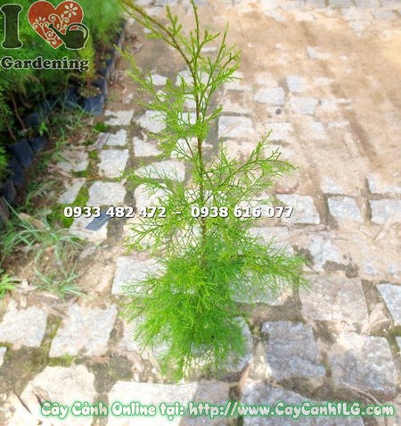 Cây tùng liễu giống cao 1m – cây xanh khỏe, ít sâu bệnh