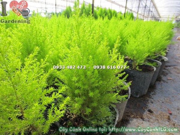 cây tùng thơm 20cm dáng chóp tháp tự nhiên