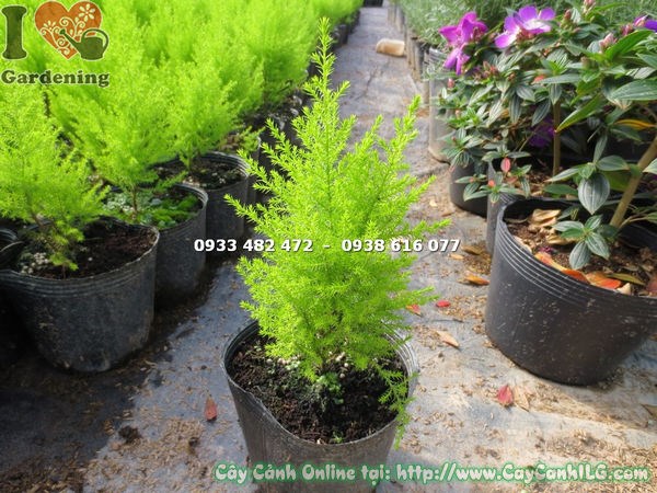 lá cây tùng thơm cao 20cm màu xanh lục pha vàng