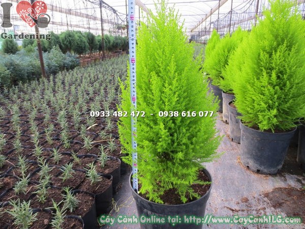 Cây tùng thơm giống nhỏ khỏe mạnh tại ILG