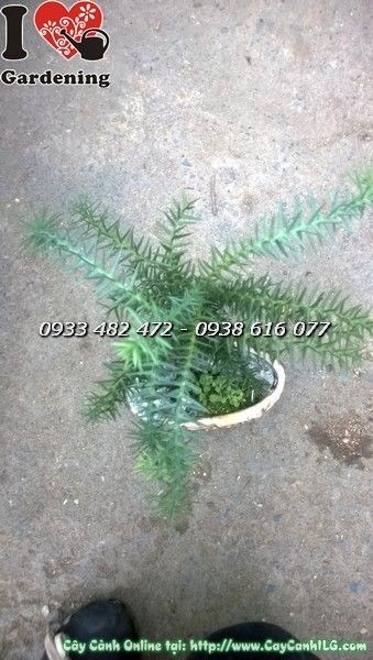 Cây tùng tiểu cảnh sau khi cắt tỉa tạo dáng đẹp