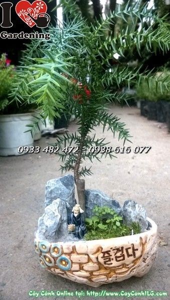 Cây tùng tiểu cảnh Ms 19717 - hình ảnh thực tế tại vườn ILG
