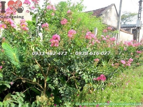 Cây tường vi hoa đỏ cao 1m Ms 22363 - ILG