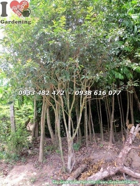 Hoa tường vi đỏ rực rỡ trên cây cao 3m - ILG caycanhilg.com