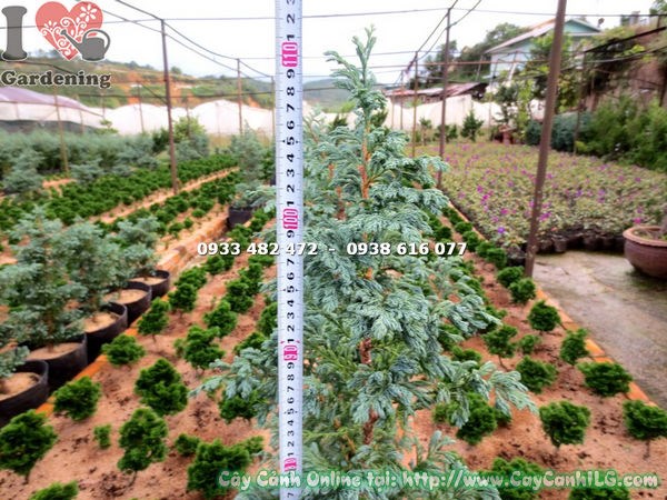 cây tuyết tùng cao 1m cành nhánh phong phú ưa sáng