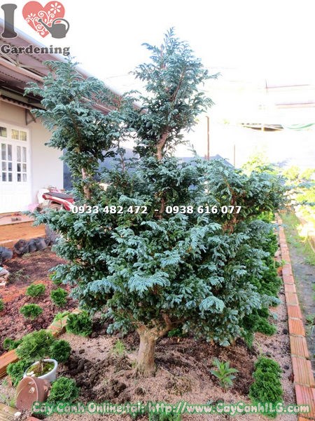 Cây Tuyết Tùng gốc lớn hiếm tại vườn ILG