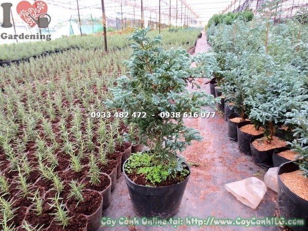 Mẹo chăm sóc Tuyết Tùng Nhật xanh tươi quanh năm