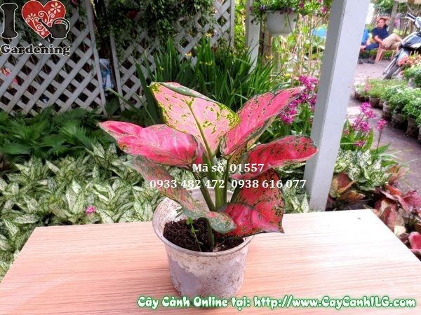 Cây vạn lộc 1 cây cao 20cm lá màu đỏ xanh đốm trắng