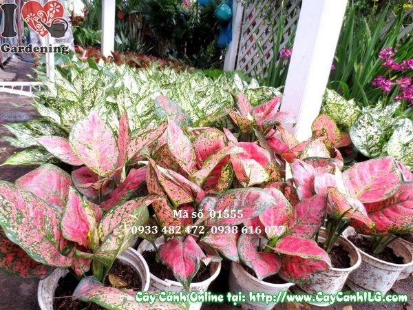 Chăm sóc và cắt tỉa cây vạn lộc đúng cách