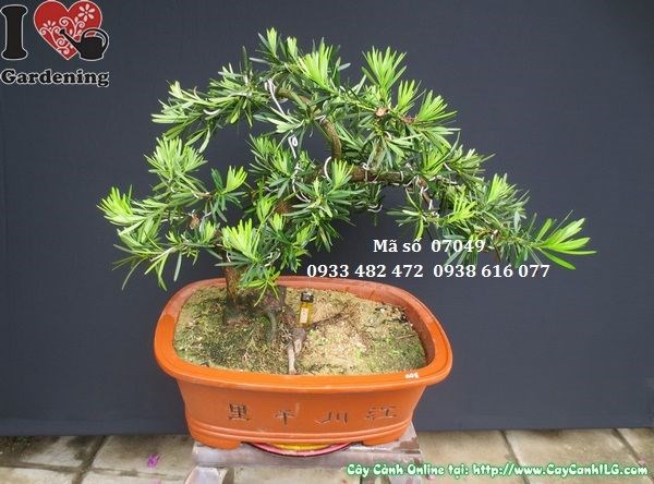 Cây vạn niên tùng bonsai chậu Trung Quốc dáng đẹp hoành 24cm